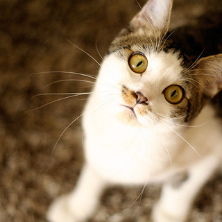 遊ぶの大好き♪甘えん坊な女のコ【グミ】