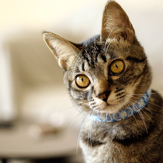 陽気で人好き♪猫好き♪超フレンドリー【カジ】