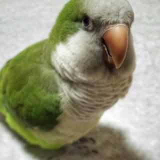 鳥さんの結婚または、フレンド募集