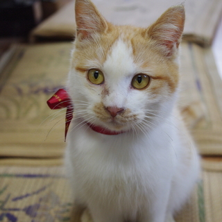 甘えん坊のさみしん坊くんに愛の手を！