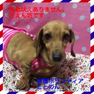 甘えん坊な大人しいダックス・ランは３才女の子です