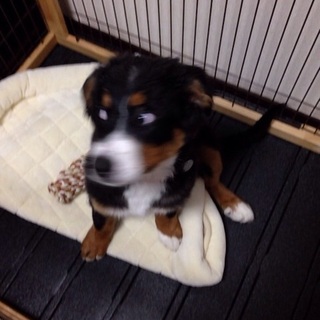 可愛いバーニーズを飼って頂ける方募集