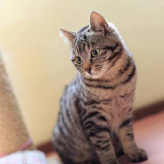 エイズキャリアのきじとらの子猫