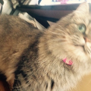 お目めくりくりちゃんです