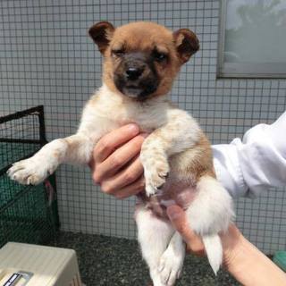 この子の命を救ってください。