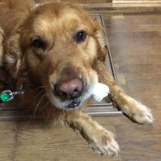 人間が大好きな、可愛い子です。