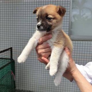 この子の命を救ってください。