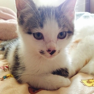 子猫のけん君　里親募集