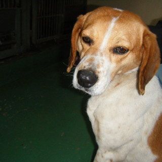 期限切迫！！ビーグル系白茶の人慣れした子です。