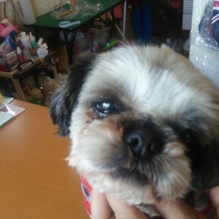 穏やかなシーズー 女の子