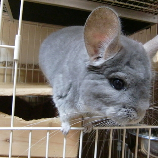 チンチラバイオレット男の子