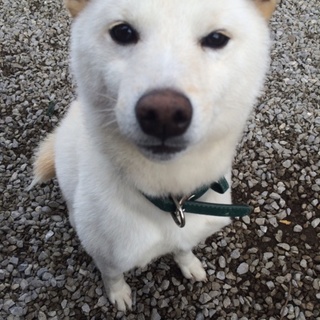 臆病な柴犬です