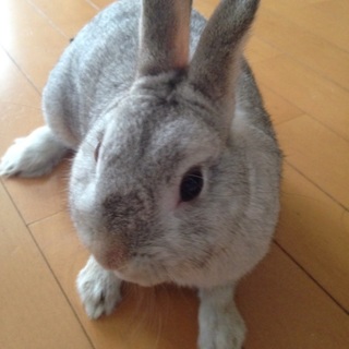 ココア色のネザー抱っこできます