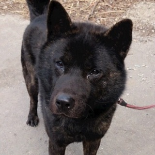 気の優しい、甲斐犬2〜3歳の男の子