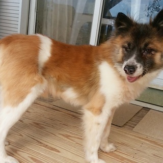 ひょうきん者♪ラズ君の家族募集中！