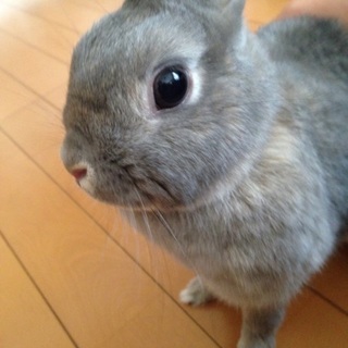 血統書付きのネザー