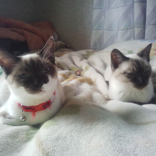 【一旦停止します】人馴れ抜群ブルーアイ生後半年