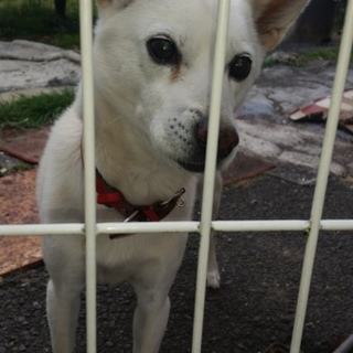 11年目のわんちゃんです。