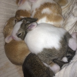 里親さんにお伝えする成長記録.・