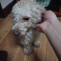 トイプードル1歳