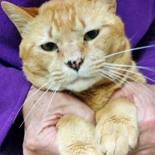 甘えん坊のクリーム君です