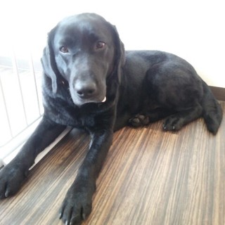 幸せになりました☆お利口さんなラブラドール 女の子