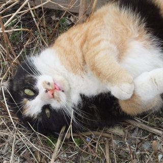 １０匹保護しました。お気軽に問い合わせください。