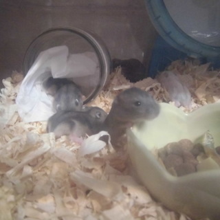 ジャンガリアンハムスター里親さま募集☆