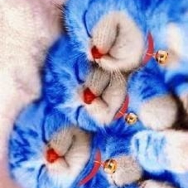 kokomiママのカバー写真