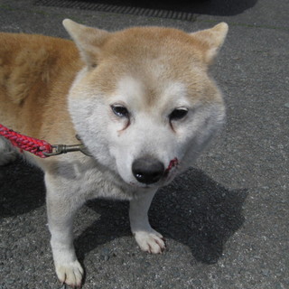緊急！！シニア柴男の子（少し太め）の家族募集