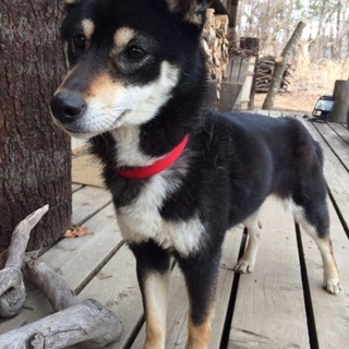 豆黒柴犬の1才「ニボシちゃん」