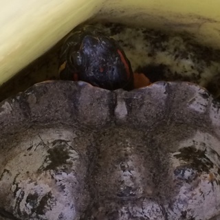 虹の橋に旅立ちました。