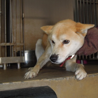 少し怖がりですが、元気な柴犬の男の子です。