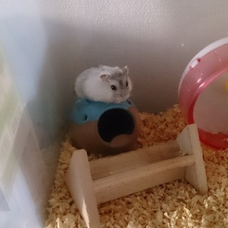 ジャンガリアン(パールホワイト)♂の里親募集！