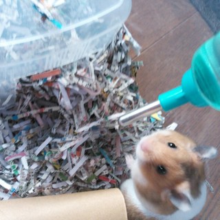 ゴールデンハムスターです。