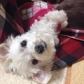 マルチーズ３歳くらい♀