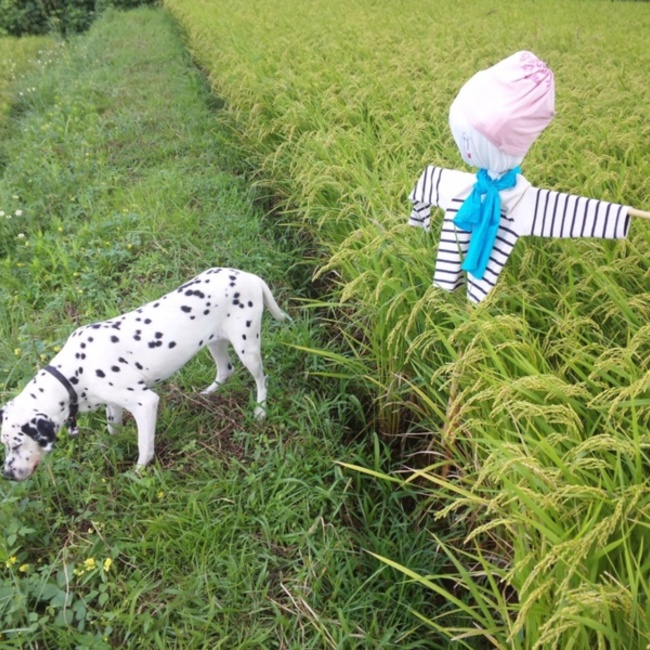 三郎べんけいのカバー写真
