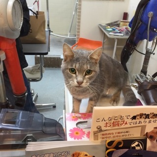 飼い主が亡くなった子達　里親さん募集！