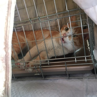 とても人懐こい子です。