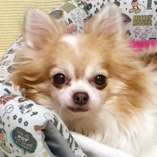 プリンセスのような可愛いジョナちゃん