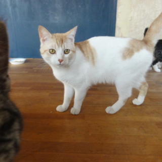 綺麗で大人しい猫です。