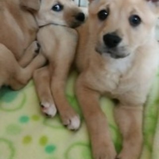 家族が決まりました！