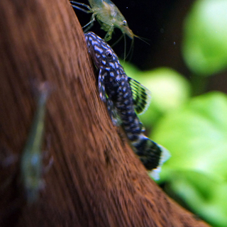 かわいいミニブッシープレコ