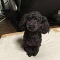 トイプードル　避妊済み　2キロで小柄です。