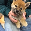 生後３ヶ月　柴犬　♀