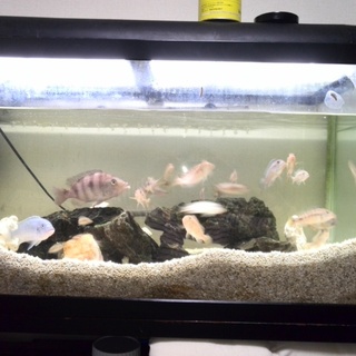 熱帯魚シクリッド