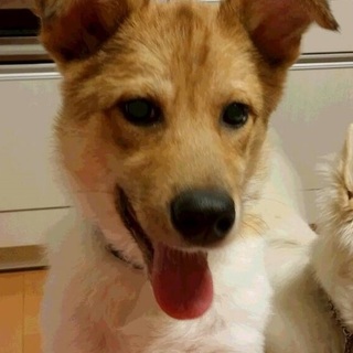 大型犬のミックス仔犬　