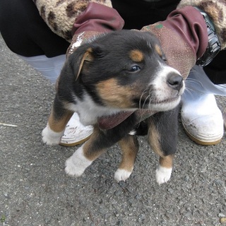 緊急！！生後1ヶ月半位の兄妹子犬家族募集