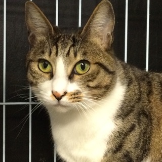 人馴れトレーニング&里親さん募集