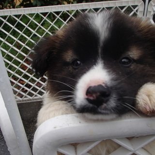 緊急募集！！生後約1ヶ月半大型犬子犬の兄妹です。